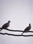 Doves Perched on a Large Wire