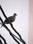 Doves Perched on a Large Wire