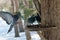 Doves sitting on the bird feeder on the tree in the Park. Birds feed from the trough. Feeding birds in winter in the Park.