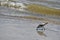 A Dowitcher Bird in the Surf