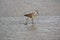 A Dowitcher Bird in the Surf