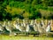 Dowitchers and Marbled Godwits Resting and Watching