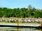 Dowitchers and Marbled Godwits Roosting on a Pier