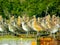 Dowitchers and Marbled Godwits Roosting and Resting