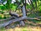 Downed Cottonwood Trees in Forest