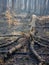 Downed Tree in a Charred Forest after Controlled Burn