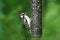 Downey Woodpecker