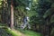 Downhill mountain biker in a forest near Kronberg, Germany