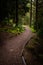 Downhill path in forest