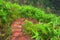 Downhill path With green trees growing on both sides