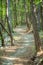 Downhill path between trees on a mountain in Slovenia