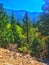 Downhill view of Colorado mountainside