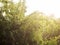 Downpour on the background of green leaves