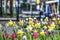 Downtown daffodils in Rotterdam