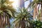 Downtown; Palms in a row stand in the background of skyscrapers