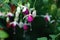 Downward Hanging White Purple Fuchsia Blooms