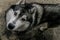 Downwards perspective of a big, cute and adult Siberian Husky mixed dog, with hazel eyes and black, white and grey fur