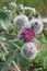 Downy Burdock or Woolly Burdock (Arctium Tomentosum)