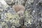 Downy chick South Polar Skua Hidden among the rocks near the nest.