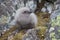 Downy chick South Polar Skua among the rocks