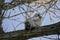 Downy Great Horned Owlet On A Tree Limb