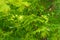 Downy japanese maple, young green leaves