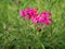 Downy phlox flowers on green grass background