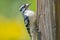 Downy possibly hairy woodpecker on wooden pole with beautiful blurry bokeh of natural greens and yellows