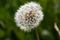 Downy ripe seed head of the dandelion closeup