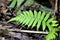 Downy Shield Fern   606117