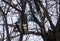 Downy woodbecker feeding on suet in a suet feeder in a tree in winter in North Dakota