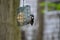 Downy Woodpecker