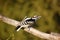 Downy Woodpecker