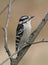 Downy Woodpecker