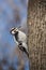 Downy woodpecker on an Ash tree in wintertime