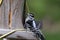 A Downy Woodpecker on a Bird Feeder