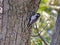 Downy Woodpecker Bird Scaling a Tree Trunk Inspecting the Bark with Its Beak