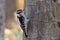 Downy Woodpecker checking the tree to make nest