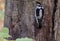 Downy Woodpecker checking the tree to make nest