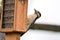 Downy woodpecker (Dryobates pubescens) picking from a bird feeder