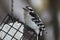 Downy Woodpecker Eating Suet