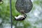 Downy Woodpecker eating at suet feeder, Athens, Georgia