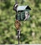 Downy woodpecker family feeding