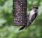 Downy Woodpecker Feeding