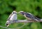 Downy Woodpecker feeding Baby on a Branch, Canada