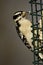 Downy Woodpecker Female   805151