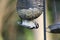 Downy Woodpecker hanging from suet bird feeder, Athens Georgia USA