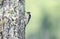 Downy Woodpecker on lichen covered Chestnut Oak, Smoky Mountains