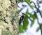 Downy Woodpecker on lichen covered Chestnut Oak, Smoky Mountains