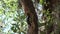 Downy Woodpecker male on a tree